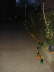 Laacher Lichter_2011 (16)